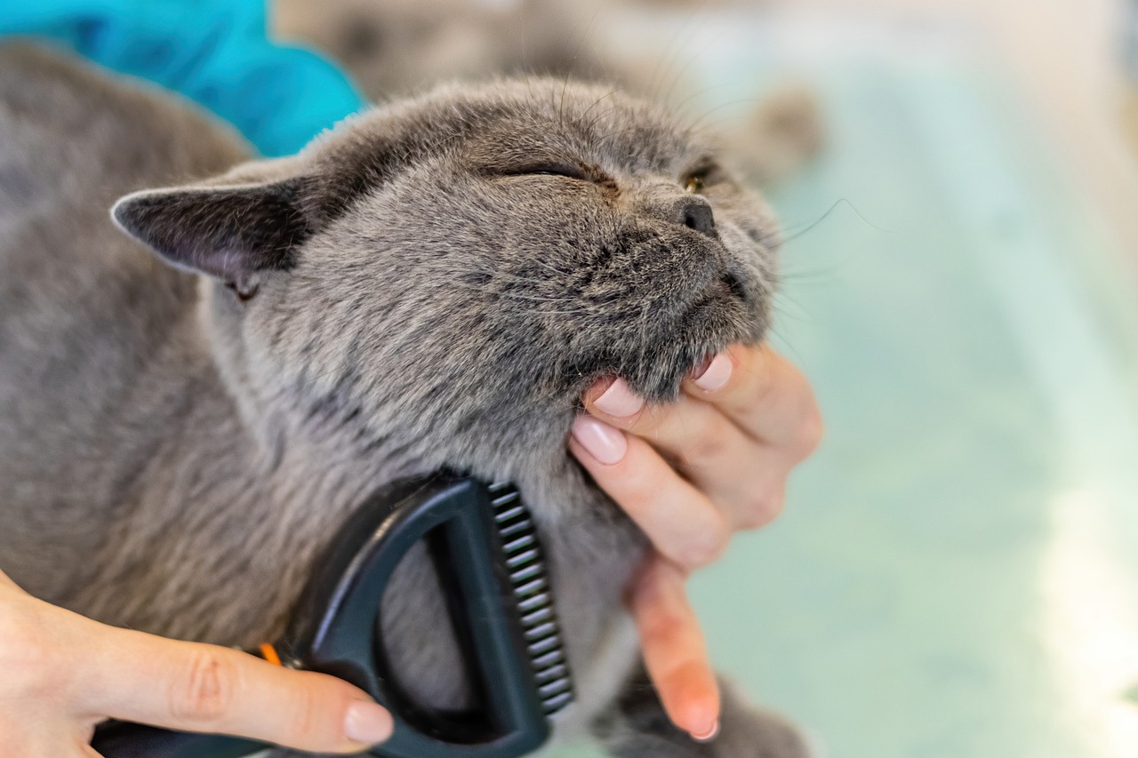 How to Groom Your Cat Without Stress